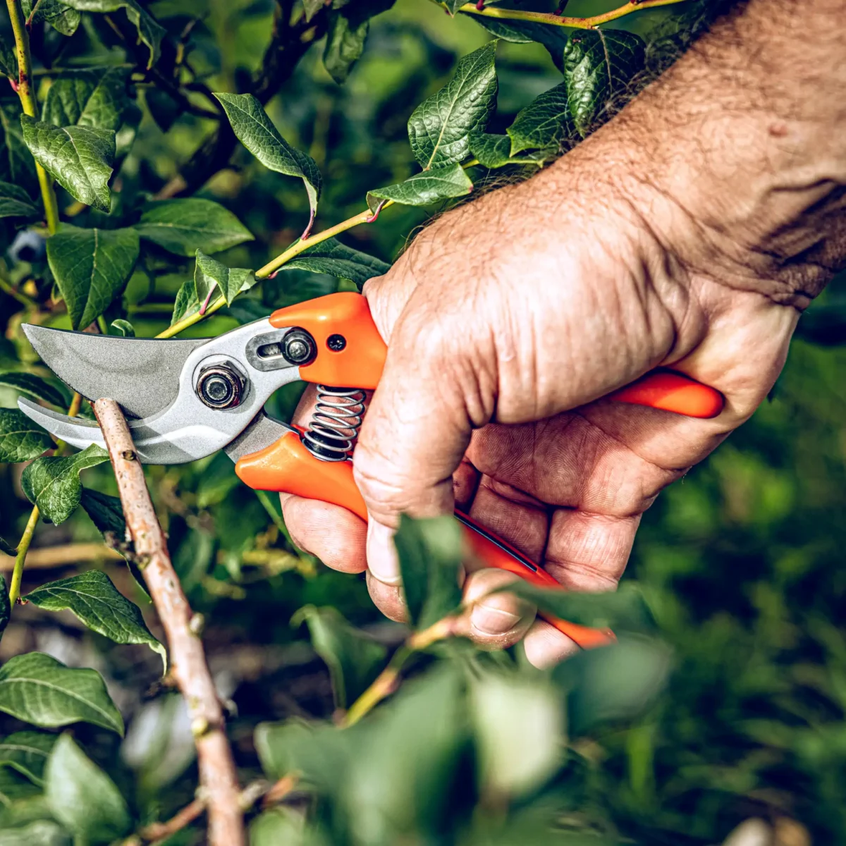 Gartenschere Löwe 14.107 Economic Clean Cut für kleinere Hände
