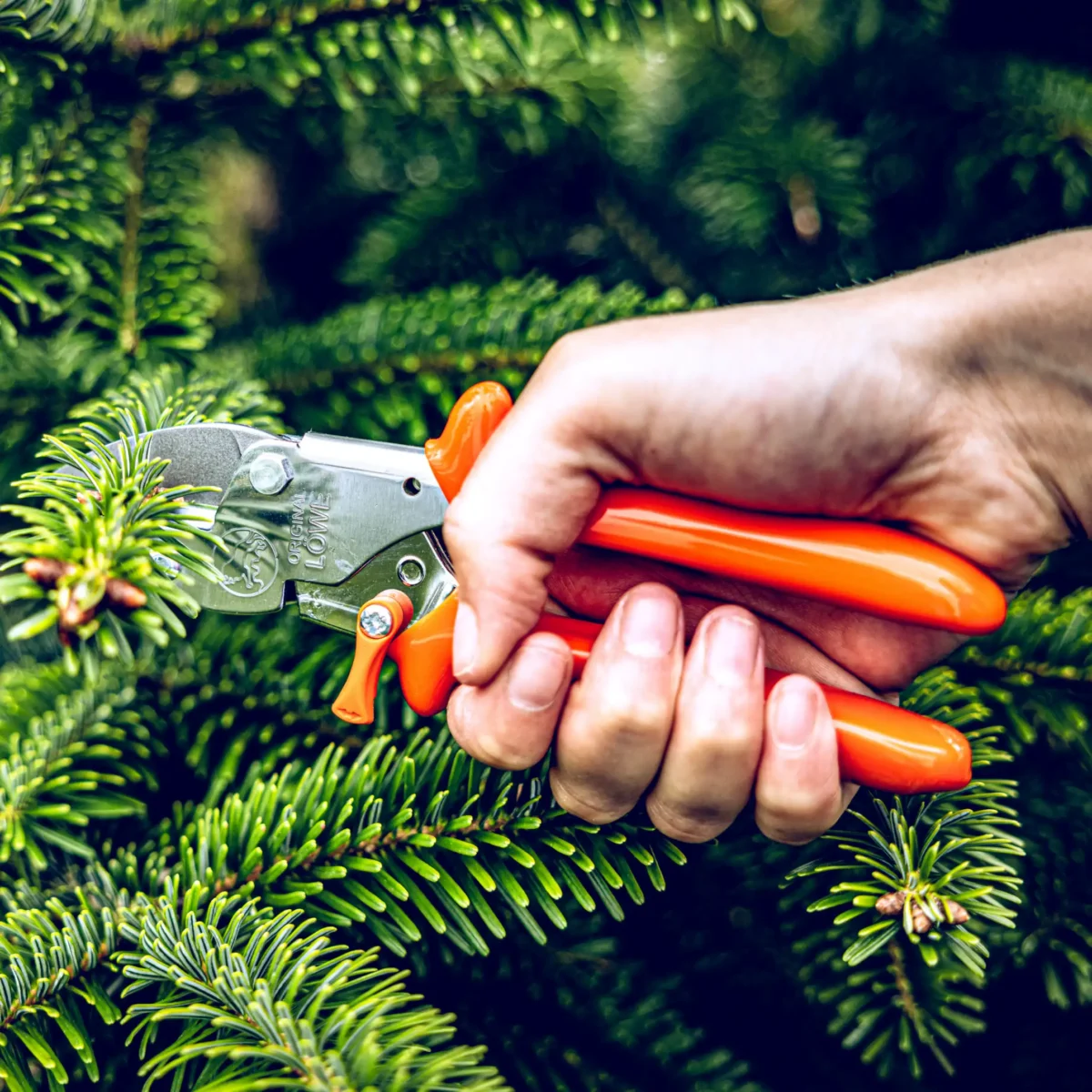 kleine Gartenschere Löwe 5 mit spitzer Klinge