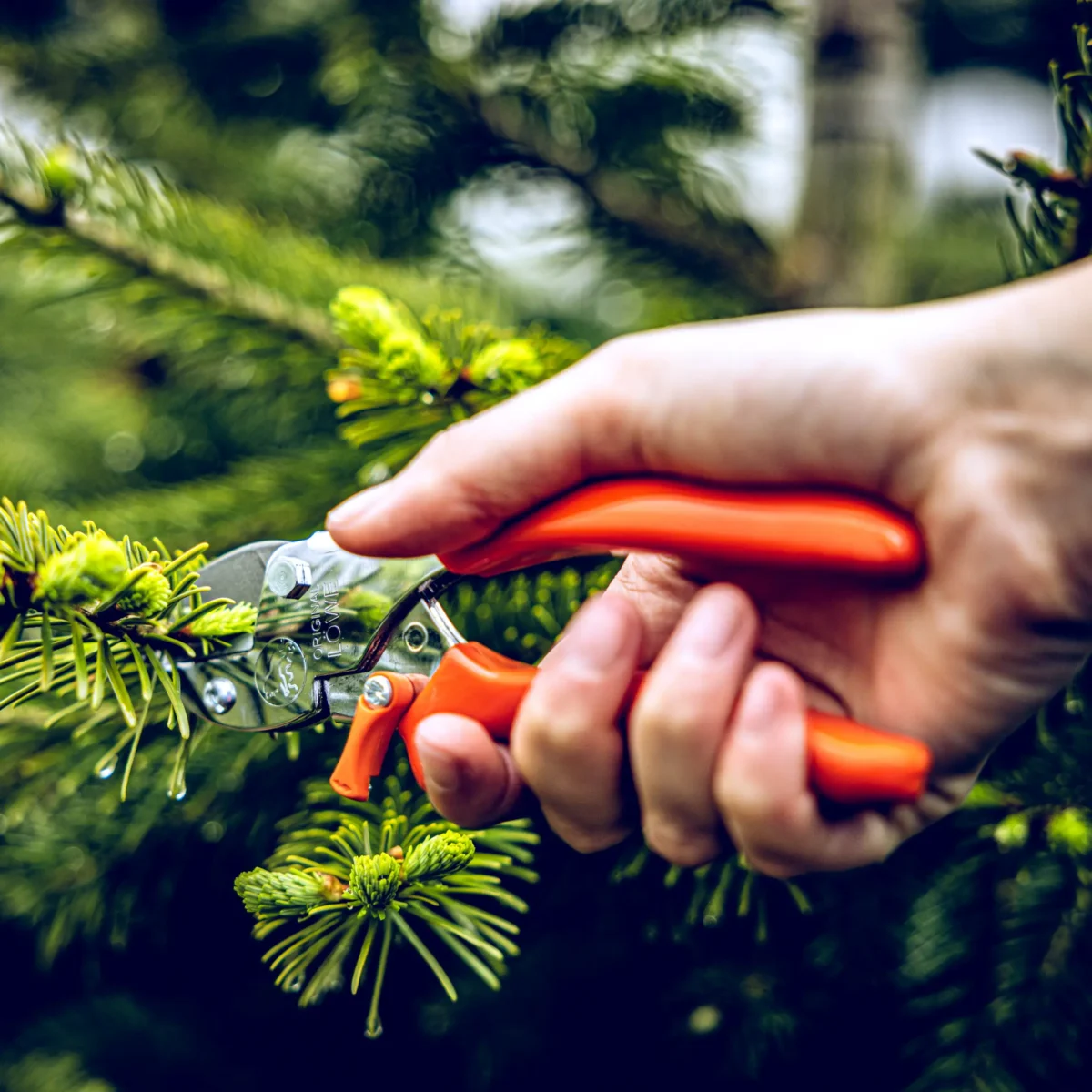 kleine Gartenschere Löwe 5 mit spitzer Klinge für Frauen