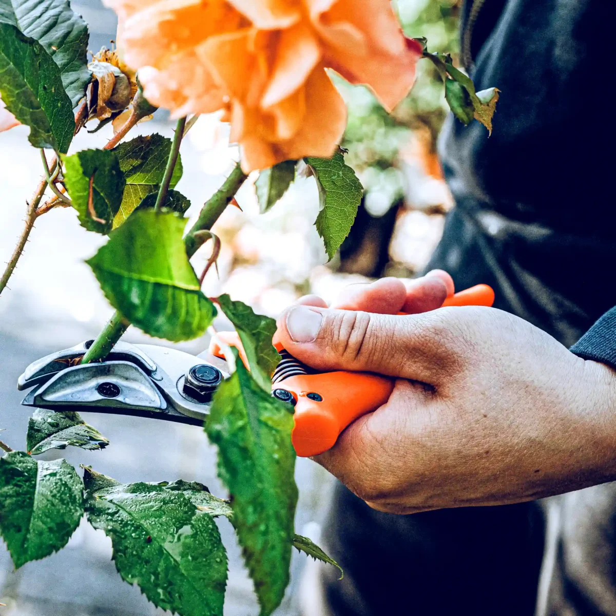 Original Löwe Rosenpräsentierschere